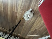 Kayseriden british shorthair bebekler yeni yuvalarına hazır