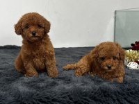 Secereli toy poodle yavruları