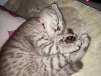 Sahibinden scottish fold