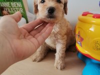 Minik maltipoo yavrularımız teslime hazır