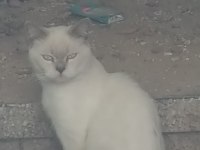 Bu Asil kedimize Yuva aranıyor