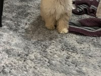 4 Aylık Güzeller Güzeli Minik Dişi Maltipoo