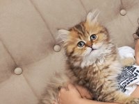 Çok sevecen Golden black british longhair 3 aylık