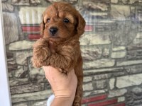 Toy Poodle köpeğimiz