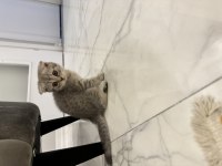 Bir erkek bir dişi 2 aylık scottish fold yavrular