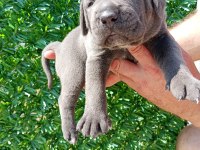 Cane corso yavrularımız ırk garantilidir