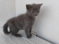 Mardin British Shorthair ve Scottish Fold