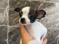 Elma Kafa Tea Cup Chihuahua
