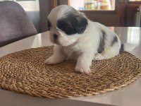 YAVRU SHİH TZU