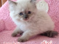 British longhair tuvalet eğitimleri verildi