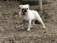 Platium Pug Özel Olmak İsteyenlere