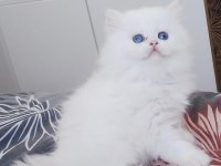 Brıtısh Longhaır Yavrularım