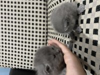 British shorthair 20 günlük
