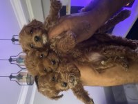 Poodle 2 aylık