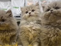 British longhair ırkının en güzel örneklerini sunuyorum