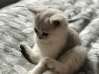 Ns11 silver point british longhair