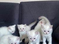 2 aylık british shorthair