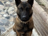Belçika malinois