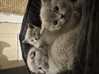 Sağlıklı scottish fold yavrularımız yeni yuvalarını arıyor