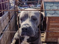 CANE CORSO BLUE DİŞİ 2 YAŞINDA HİÇ EŞ GÖRMEMİŞ