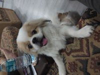SEVİMLİ PEKİNEZ KÖPEĞİ