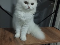 4 aylık aşılı yavru kediler yeni yuvasını bekliyor