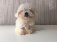 Mükemmel Kalitede Kore Maltese Bebeklerimiz