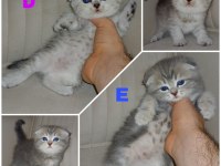 Safkan Şecereli Scottish Fold