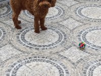 Toy poodle 11 aylık