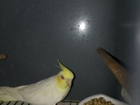Çift damızlık sultan papağanı
