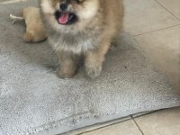 Pomeranian Yavrular