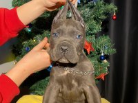 Safkan şampiyon anneden blue ve siyah cane corso yavrular