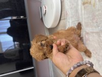 2 aylık dişi maltipoo