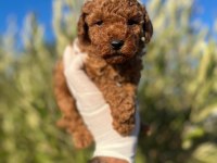 TOY POODLE BEBEKLERİMİZ