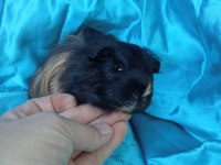 Harika Sheltie Erkek Yavru Ginepig
