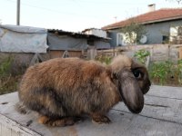 SAFKAN MİNİ LOP TAVŞAN ANAÇLIK