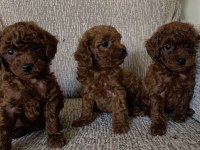 MİNİK POODLE YAVRULAR İÇİN ULAŞABİLİRSİNİZ