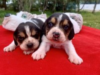 BEAGLE BİGIL