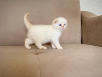 A KALİTE SCOTTİSH FOLD ERKEK