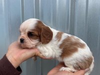 Irk garantili cavalier king charles