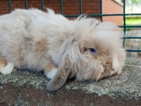 Hollanda teddy lop damızlık takım tavşan