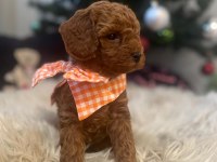 40 günlük toy poodle yavruları