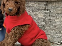 4 AYLIK ERKEK RED BROWN (KIZIL KAHVERENGİ) LABRADOODLE