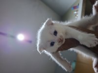 Yeni yuvasını bekleyen tatlış bir scottish fold