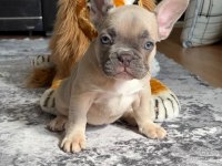Muhteşem Güzellikte French Bulldog Yavrumuz