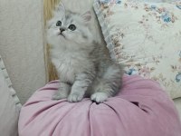ERKEK CHİNCHİLLA SİLVER YAVRULARIMIZ