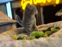 Orj Babyface British Shorthair Whi̇skas Bebeklerimiz