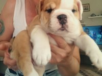 MÜKEMMEL KALİTE İNGİLİZ BULLDOG YARILARIMIZ