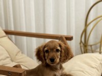 Cocker köpeğim Firuzeye yuva arıyorum