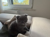 45 günlük gri scottish fold teslime hazır